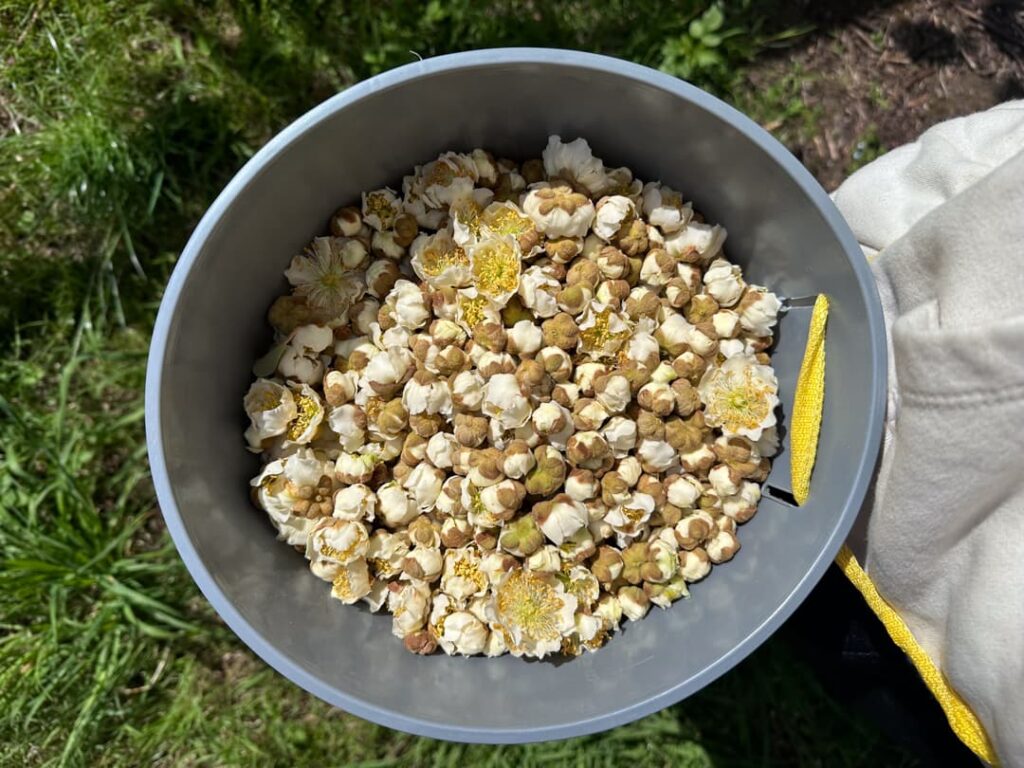 Balde lleno de flores de kiwi cosechadas en Northland, Nueva Zelanda.