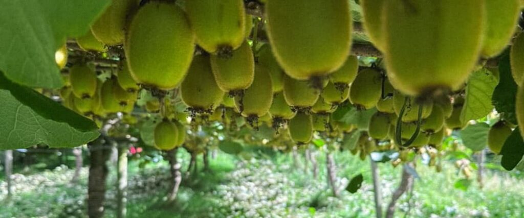 Plantación de kiwi en Nueva Zelanda