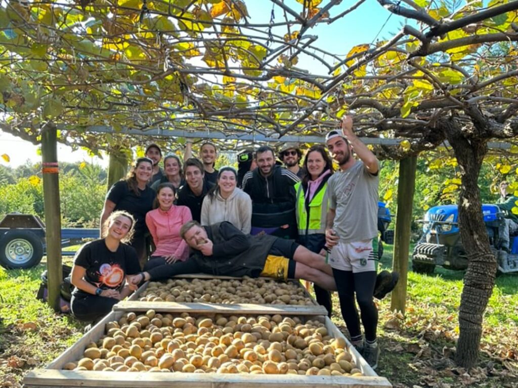 Equipo de viajeros cosechando kiwis en Nueva Zelanda, trabajando por producción.