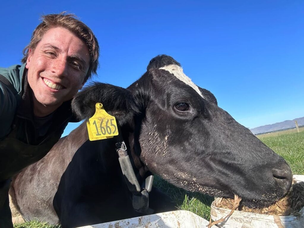 Trabajando con vacas en un tambo de Nueva Zelanda durante la temporada de invierno