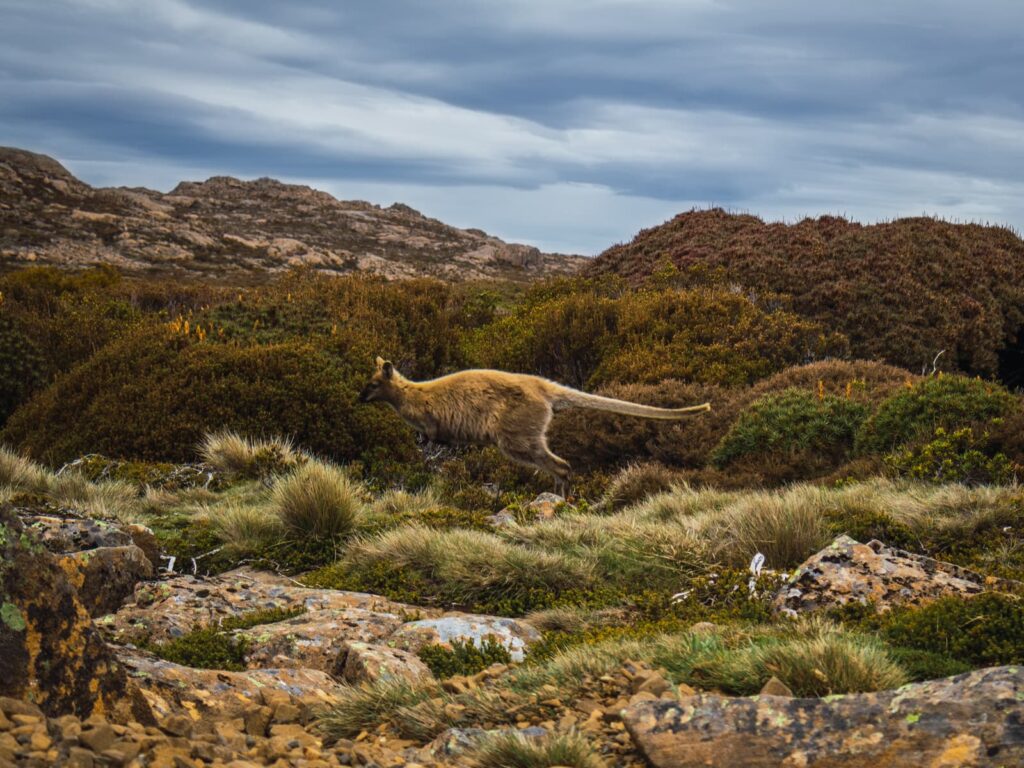 Wallaby salvaje en su hábitat natural en Tasmania, Australia